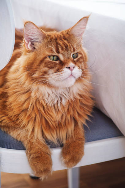 istock Red maine coon cat sitting on a chair 1219925647