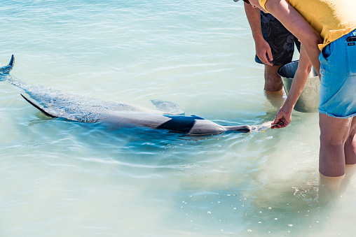 Woman feeding wild dolphin with fish at the shore of Monkey Mia beach. Wild dolphin feeding experience, Nov 2019