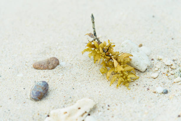 istock Yellow seaweed on the beach in summer 1219926681