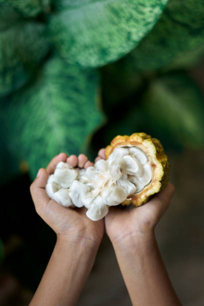 Hands with fresh Cocoa beans in pods at cocoa farm