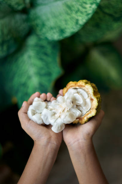 Hands with fresh Cocoa beans in pods at cocoa farm stock photo