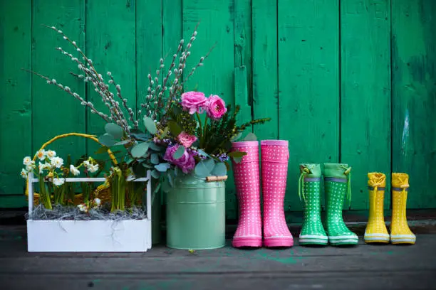 Row of three pairs of colorful rubberboots, bucket with fresh garden flowers and box with growing daffodils standing along green painted wall