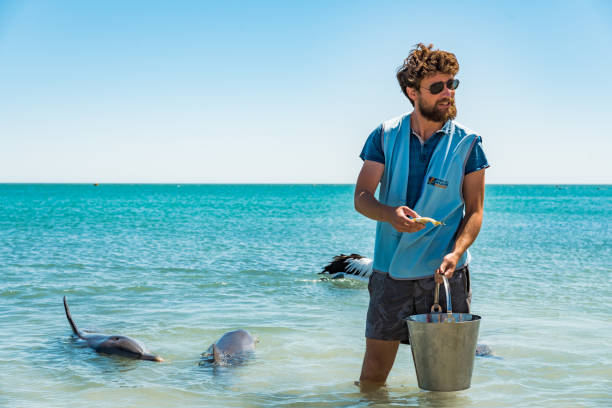 Man volunteer and dolphin feeding experience at Monkey Mia beach, WA Monkey Mia, Nov 2019: Man volunteer in water holding bucket with fish. Dolphin feeding experience at Monkey Mia beach, Western Australia biologist stock pictures, royalty-free photos & images