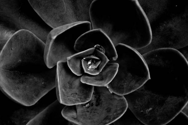istock Flowers in garden - flowers and plants 1219926876