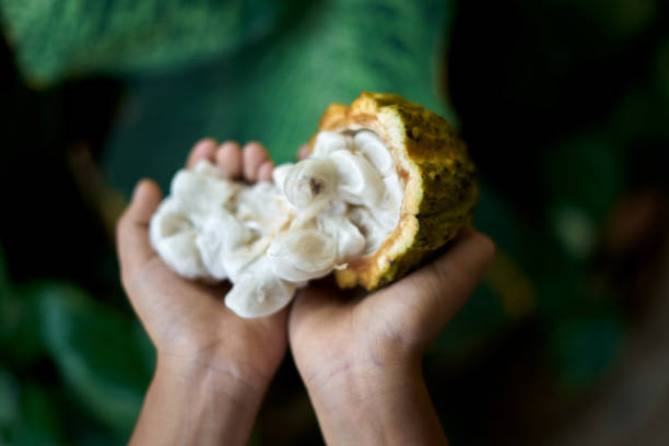 istock Hands holding Fresh Cocoa fruit with green leaves background 1219927099