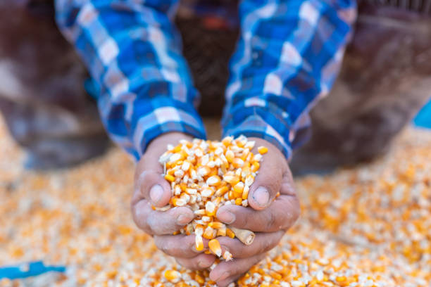 istock Farmers' hands are collecting corn seeds. 1219927205