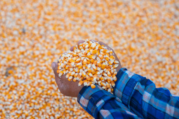 istock Farmers' hands are collecting corn seeds. 1219927239