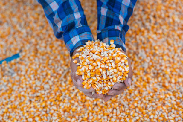 istock Farmers' hands are collecting corn seeds. 1219927270