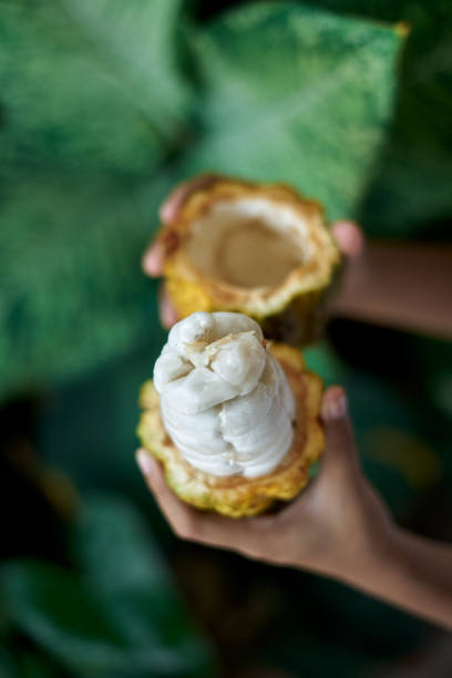 istock Hands holding Fresh Cocoa fruit with green leaves background 1219928724