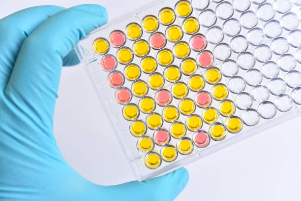 istock Enzyme-linked immunosorbent assay or ELISA plate 1219929283