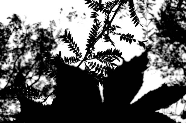 Silhouette tree branches and leaves in nature