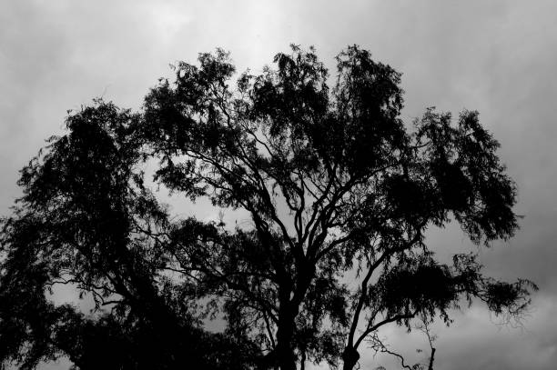 istock Silhouette tree branches and leaves in nature 1219929486