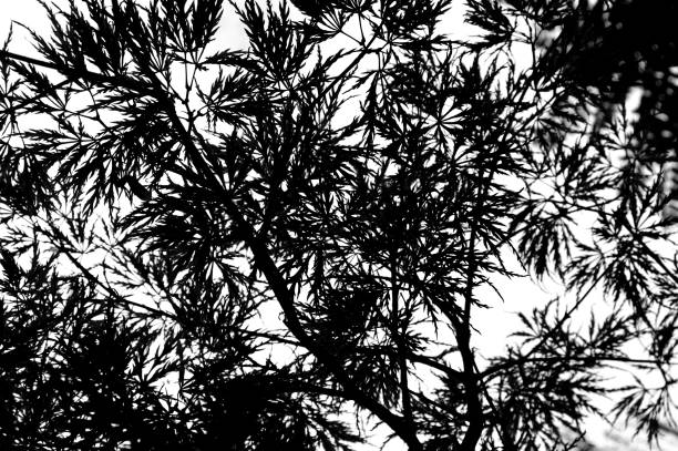 istock Silhouette tree branches and leaves in nature 1219929548