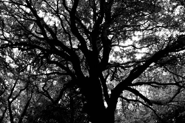 istock Silhouette tree branches and leaves in nature 1219929553
