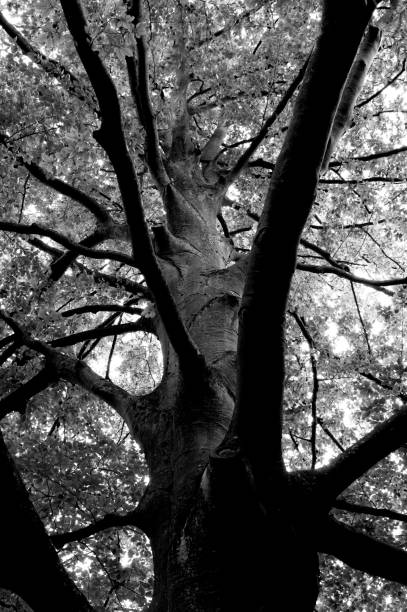 istock Silhouette tree branches and leaves in nature 1219929609