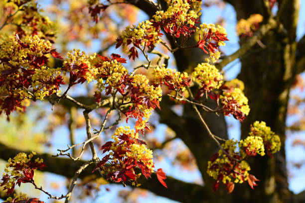 acer platanoides laub. - norway maple stock-fotos und bilder