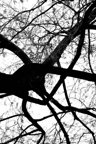 istock Silhouette tree branches and leaves in nature 1219929651