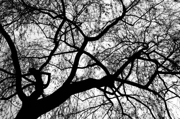 istock Silhouette tree branches and leaves in nature 1219929680