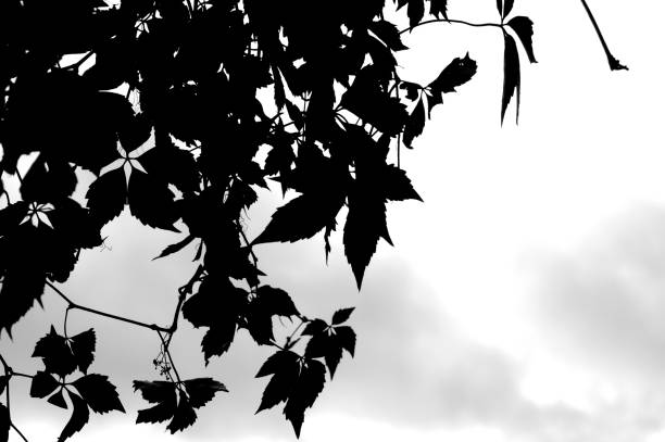 istock Silhouette tree branches and leaves in nature 1219929705