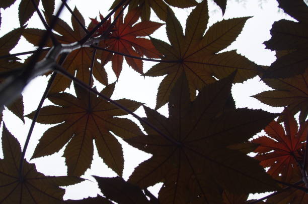 istock Silhouette tree branches and leaves in nature 1219929715