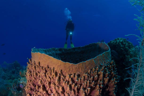 Caribbean coral reef off the coast of the island of Roatan