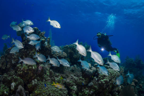 istock The Yellow Chub (Kyphosus incisor) and diver 1219930548