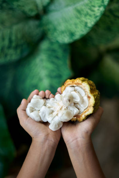 istock Hands holding Fresh Cocoa fruit with green leaves background 1219931027