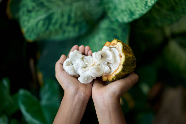 istock Hands holding Fresh Cocoa fruit with green leaves background 1219931223