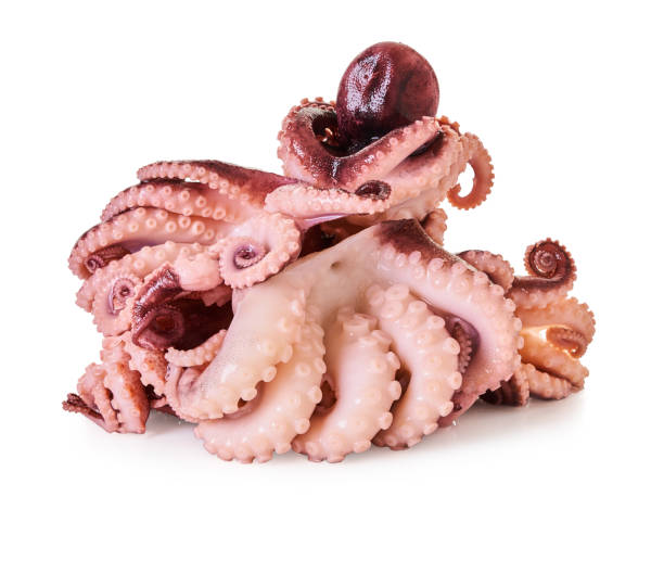istock octopus closeup on a white isolated background 1219931506