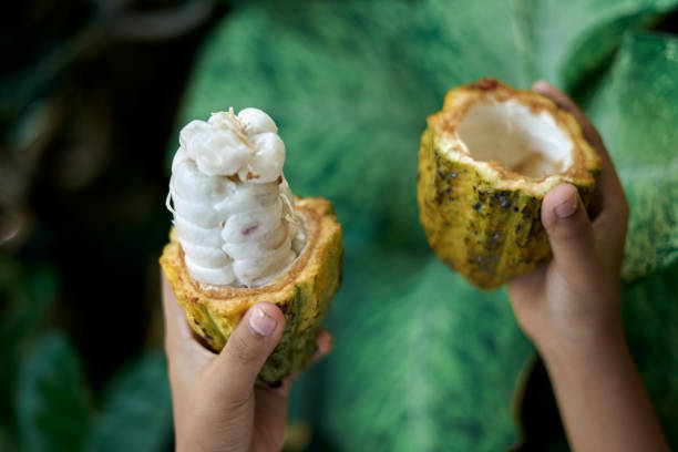 istock Hands with fresh Cocoa beans in pods at cocoa farm 1219931634