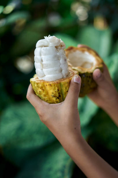 istock Hands with fresh Cocoa beans in pods at cocoa farm 1219932326