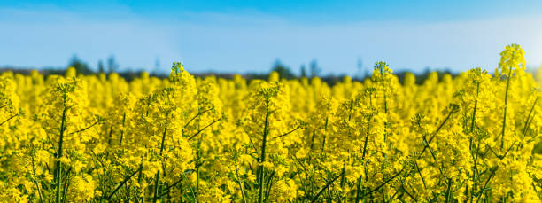 istock Horizontal landscape backgrounds of beautiful spring summer blooming yellow rape flower field with clear blue sky no clouds for bio organic agriculture harvest growth in Germany made canola oil butter 1219932697