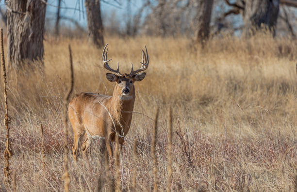 istock Buck Whitetail Deer in the Fall Rut 1219933445