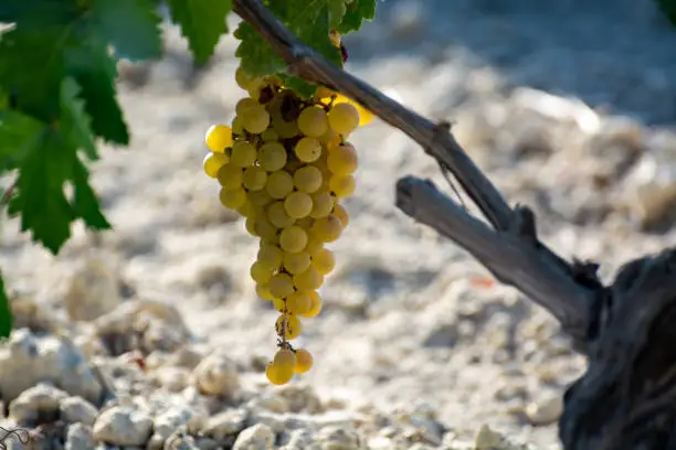 Ripe white grape growing on special light soil in Andalusia, Spain, sweet pedro ximenez or muscat, or palomino grape ready to harvest, used for production of jerez, sherry sweet and dry wines
