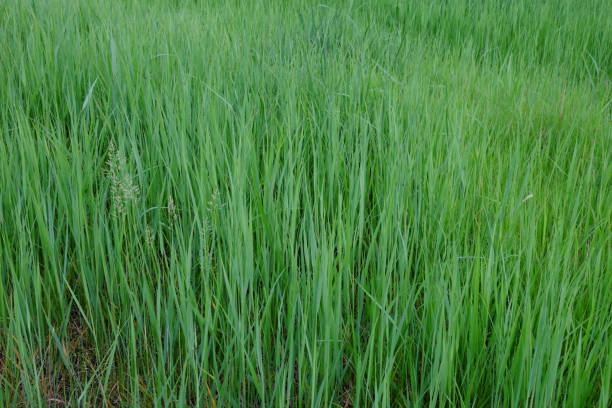istock Thickets of steppe grasses as a background. Hard steppe grass. 1219934624