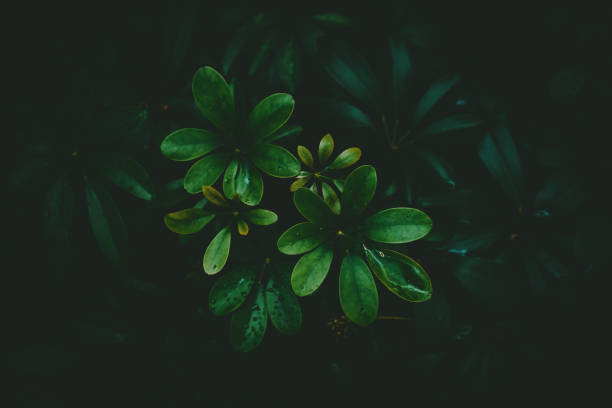 istock Close up rain drops on tropical nature green leaf texture abstract background. Copy space ecology environment and travel adventure concept. 1219934940