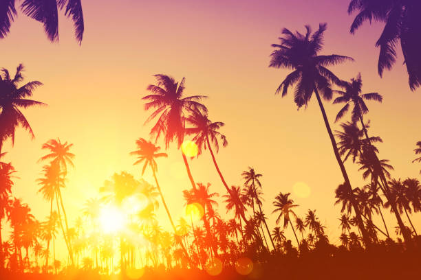 istock Copy space of silhouette tropical palm tree with sun light on sunset sky and cloud abstract background. 1219934950