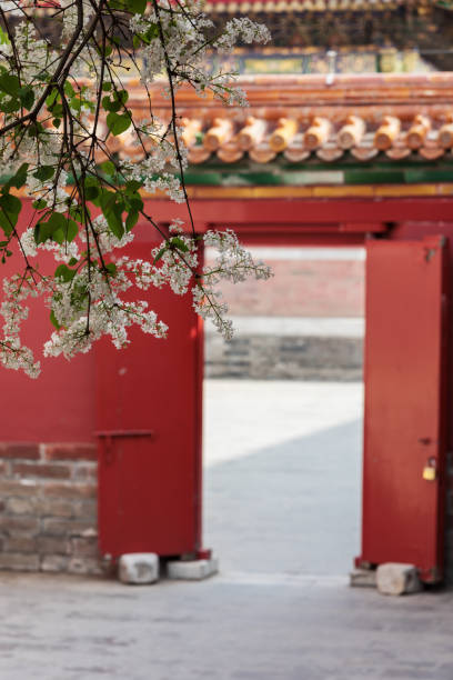 istock White lilac blooming in the forbidden city 1219935116