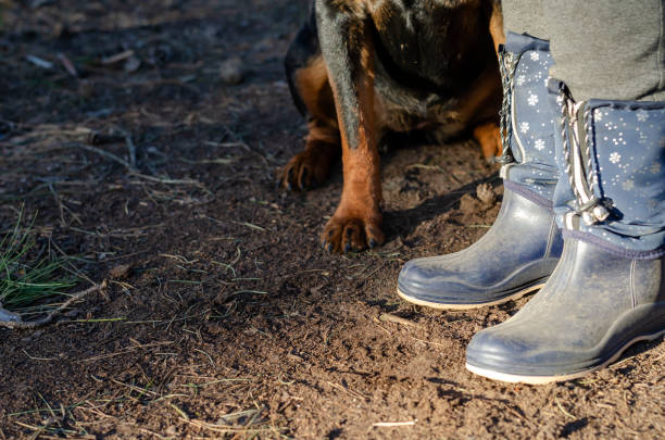 istock The dog obediently sits at Women's feet in rubber boots. 1219937465