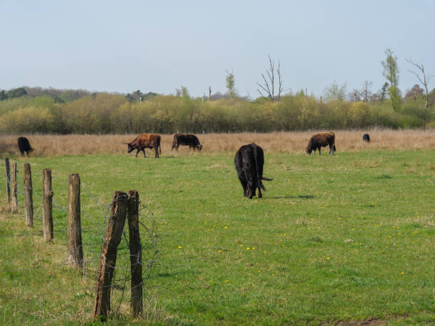 istock spring time in the german muensterland 1219938789