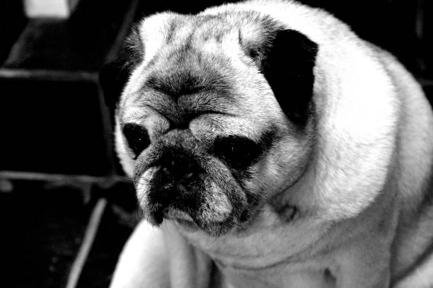 istock Portrait of a nice pug dog. 1219939272
