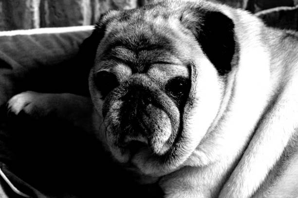 istock Portrait of a nice pug dog. 1219939321