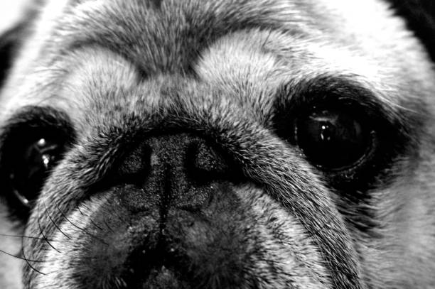 Portrait of a nice pug dog.