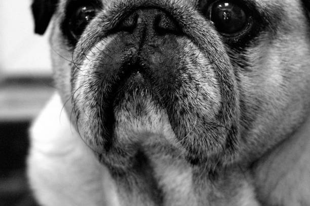 istock Portrait of a nice pug dog. 1219939392