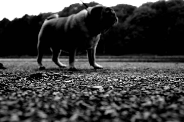Portrait of a nice pug dog.
