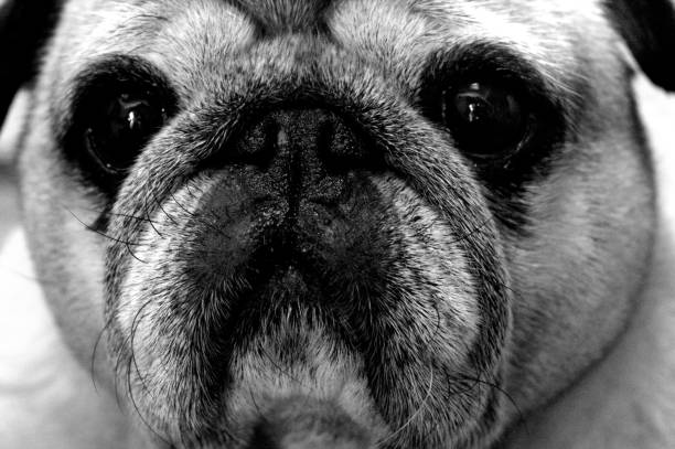 istock Portrait of a nice pug dog. 1219939403