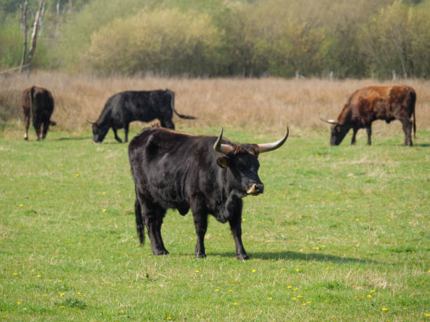 istock spring time in the german muensterland 1219939434
