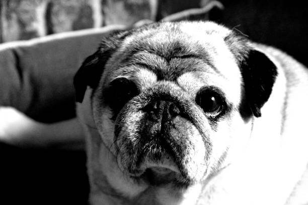 istock Portrait of a nice pug dog. 1219939473