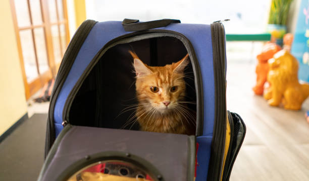 Ginger maine coon cat sit in travel carriage pet or backpack Ginger maine coon cat sit in travel carriage pet or backpack, in veterinary clinic, look outside bag, interest something, wait for checkup health before go journey with pet owner with copy space. buggy eyes stock pictures, royalty-free photos & images