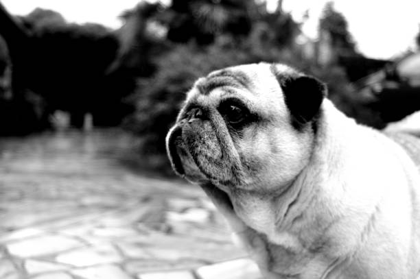 istock Portrait of a nice pug dog. 1219939634